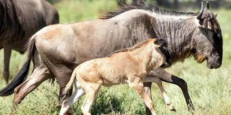Ndutu migration