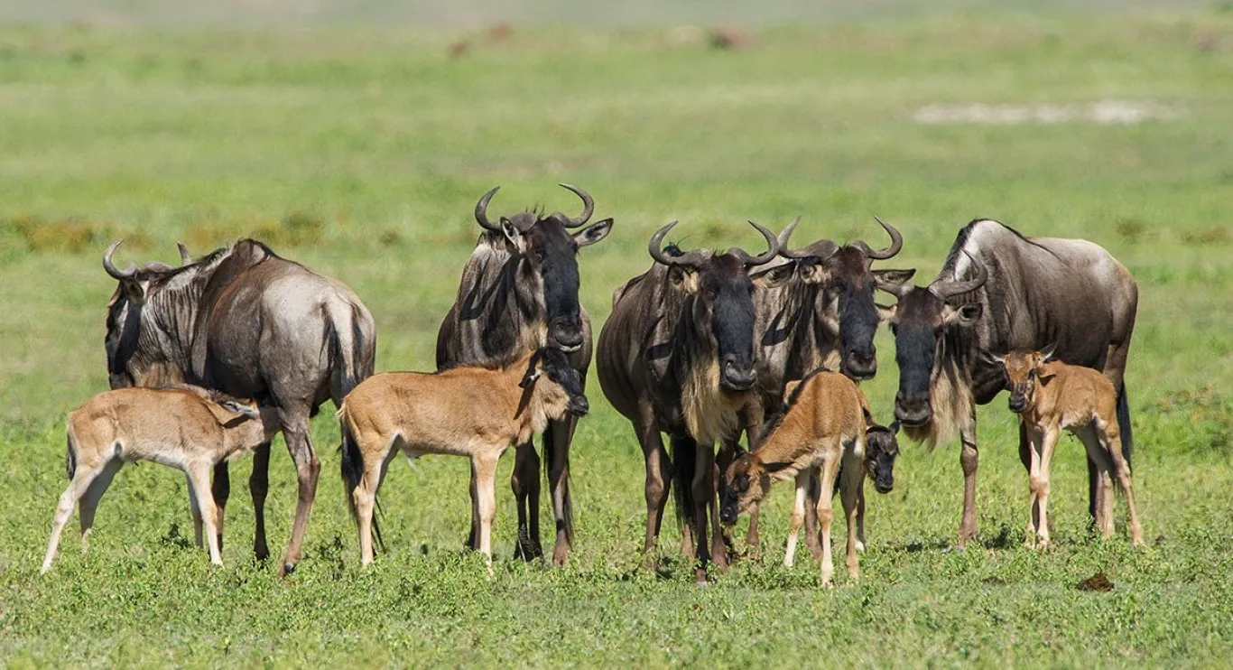 When Is the Best Time to Visit Ndutu?
