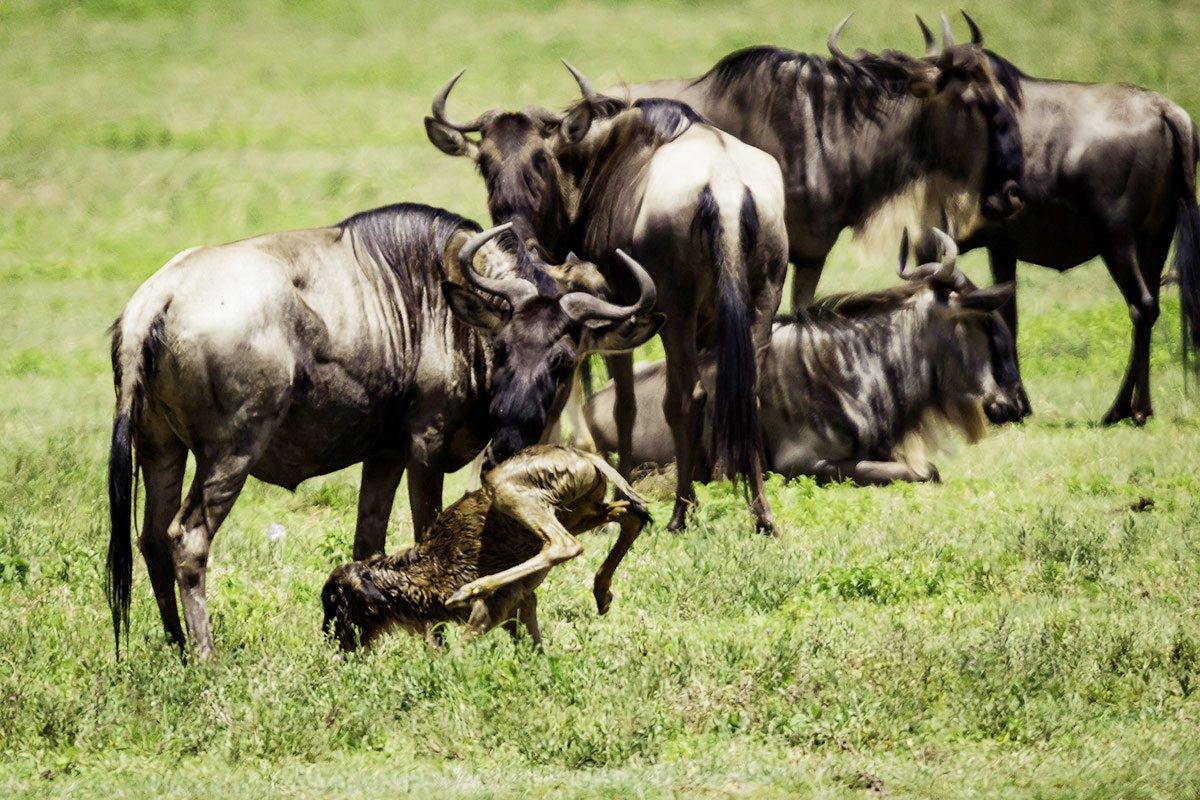 What Month is Calving Season in Tanzania? What Month is Calving Season in Tanzania?