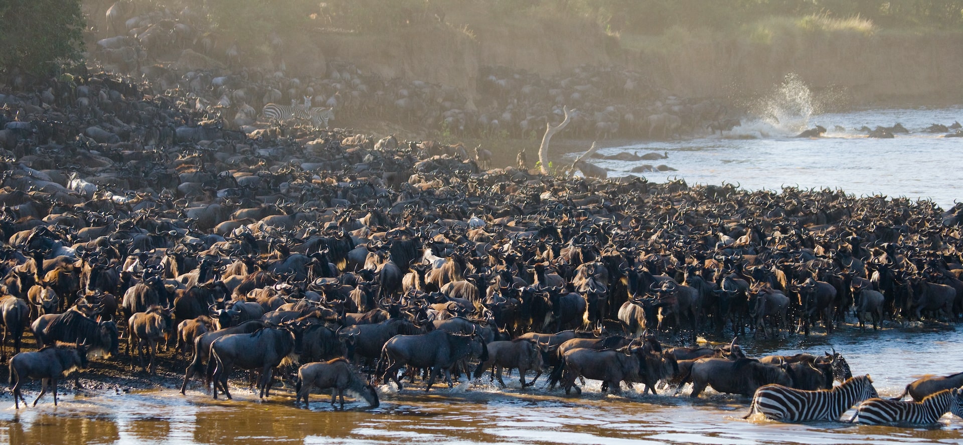 What Month is Calving Season in Tanzania? What Month is Calving Season in Tanzania?