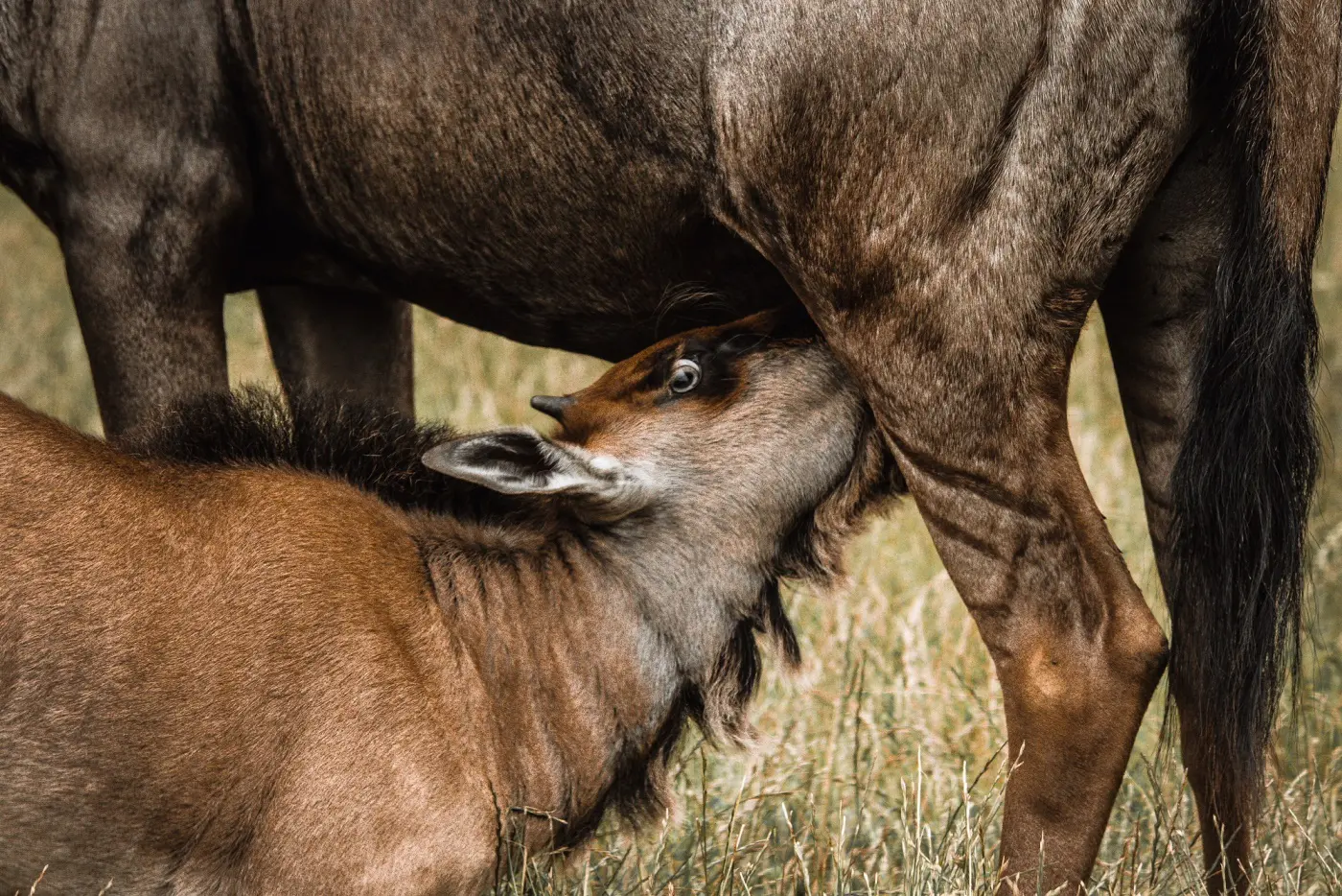 Ndutu Plain: The Heart of Tanzania’s Wild Serengeti Ndutu Plain: The Heart of Tanzania’s Wild Serengeti