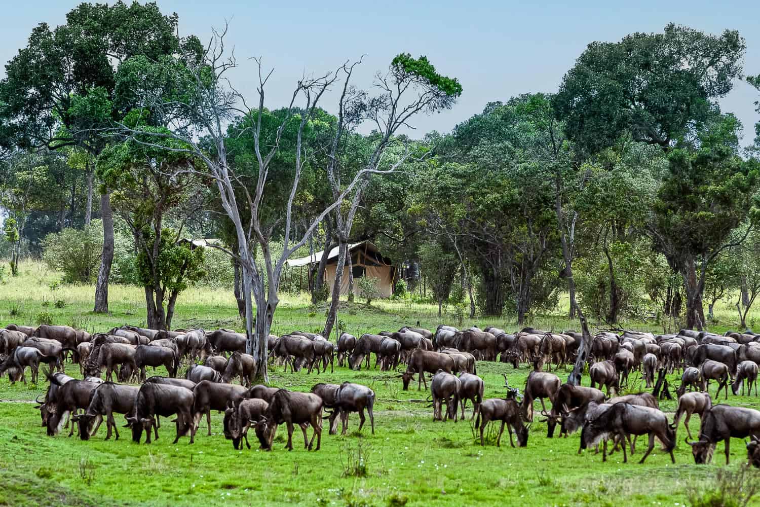 Ndutu Plain: The Heart of Tanzania’s Wild Serengeti Ndutu Plain: The Heart of Tanzania’s Wild Serengeti
