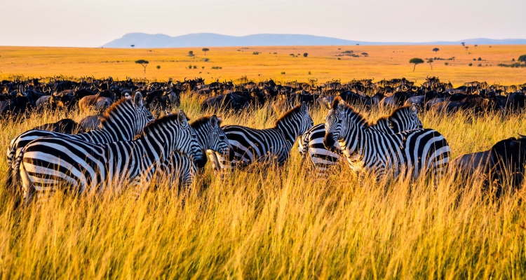 Festival Season Safari in Tanzania: A Journey to the Heart of Nature and Celebration