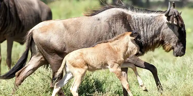 serengeti holidays