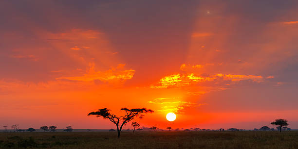 Celebrate the New Year with a Tanzanian Safari Adventure