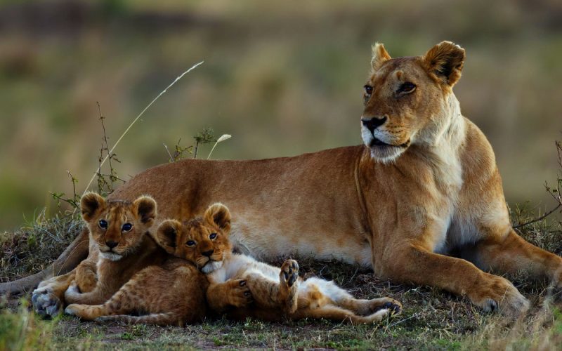 Celebrate the New Year with a Tanzanian Safari Adventure