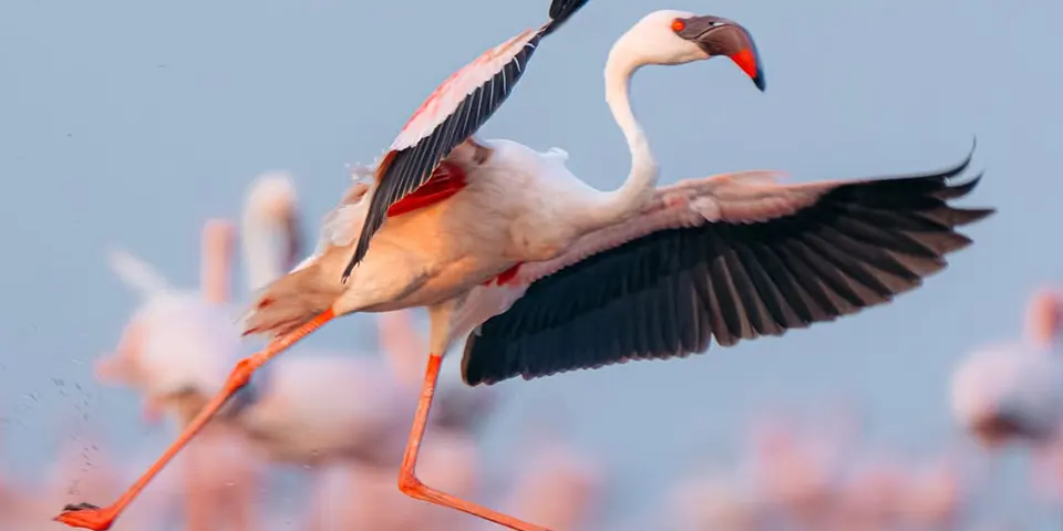 Luxury Tanzania Safari: The Ultimate Holiday in the Heart of Africa