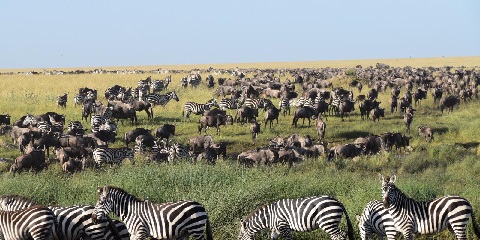 Tanzania Safari and Beach Holidays: Where Wild Adventure Meets Serene Shores