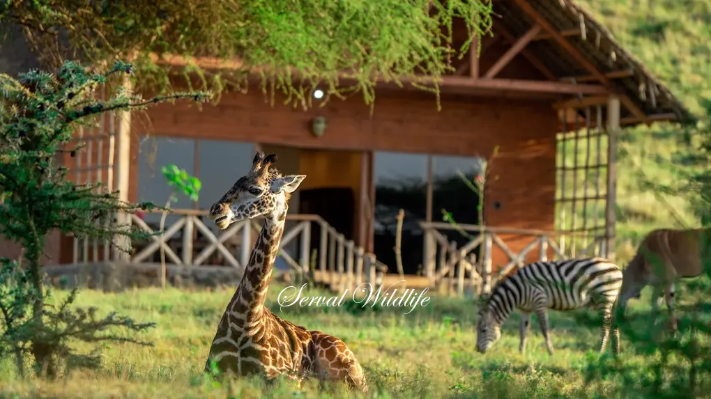 Tanzania safari - servalCut wildlife