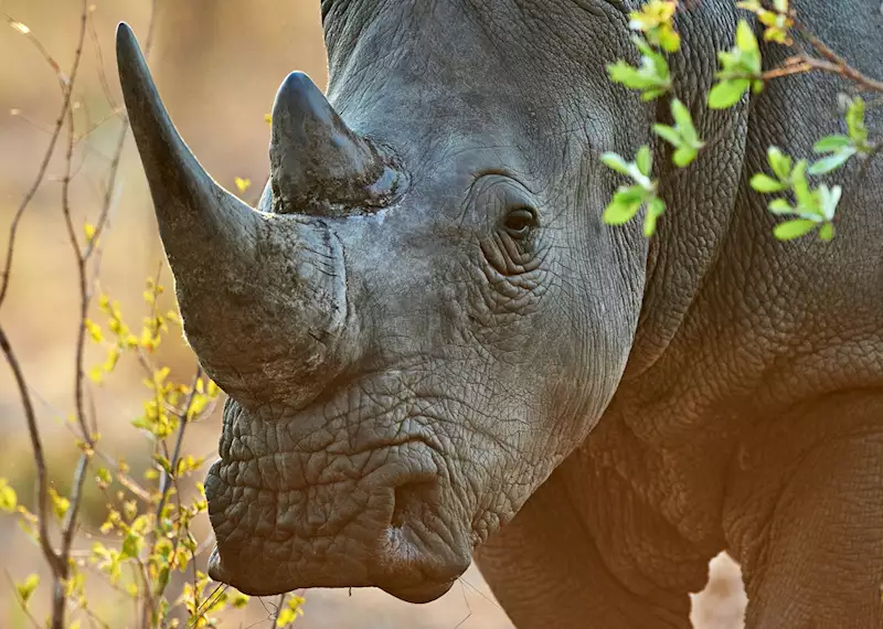 Serengeti National Park Safari: A Journey into the Heart of Tanzania&rsquo;s Wild Beauty