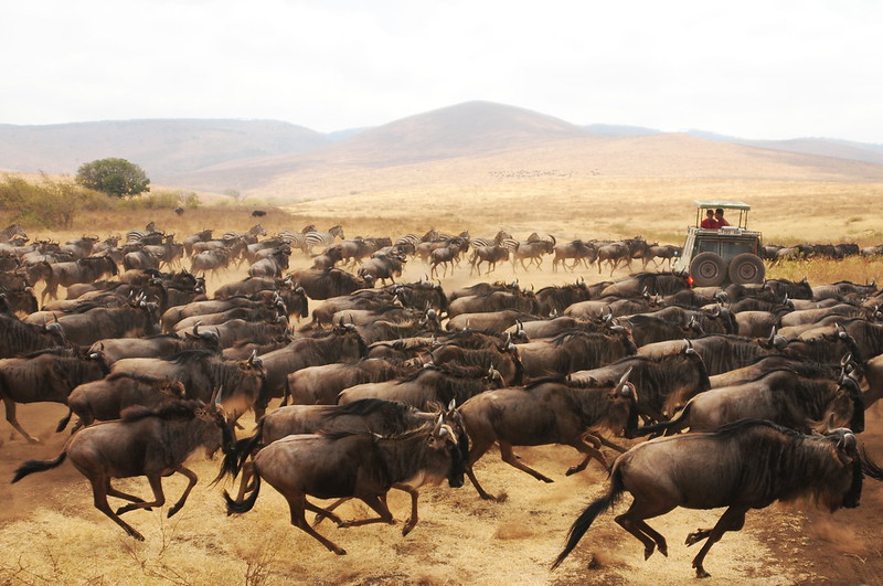 Tanzania Budget Safari: Incredible Wildlife Experiences Without Breaking the Bank