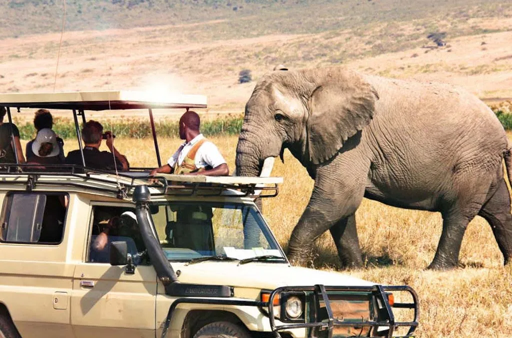 Private Safari in Africa: Exclusive Wildlife Adventures and Luxury Experiences