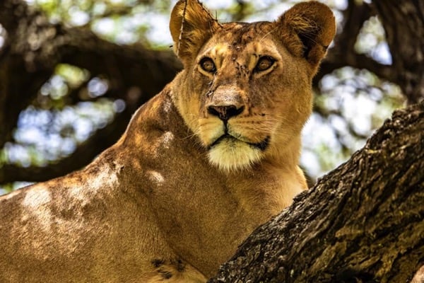 The Great Serengeti Wildebeest Migration: Nature’s Most Powerful Journey The Great Serengeti Wildebeest Migration: Nature’s Most Powerful Journey