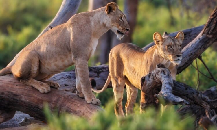 Luxury Honeymoon in Tanzania: A Romantic Safari in Style