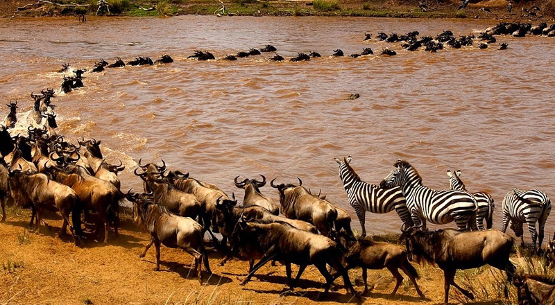 The Thrill of River Crossings in Northern Arusha: October Adventures  October is a unique month in Northern Tanzania, especially around the Arusha region. It is a transitional period, situated between the long dry season and the short rains, where the landscape undergoes remarkable transformations. Rivers swell with the first touches of rainfall, wildlife migrates to the newly nourished plains, and adventurers find themselves face-to-face with nature in its most dynamic form. For those seeking a combination of adrenaline, natural beauty, and cultural immersion, river crossings in Northern Arusha in October offer an unforgettable experience.  1. Northern Arusha: A Land of Rivers and Vibrant Wildlife  Northern Arusha is characterized by its dramatic landscapes, ranging from the rolling savannahs and volcanic hills to dense forests and sparkling rivers. October brings a unique charm to this area. While the rains have yet to dominate the region fully, the rivers begin to rise after months of dry flow, creating perfect conditions for river crossings.  River crossings in this region are not just about wading through water; they are a gateway to understanding the ecosystem. The Simiyu, the Pangani tributaries, and smaller streams that snake across the hills carry life-giving water to the surrounding plains. In October, these rivers often exhibit a rich amber hue, tinted by the first showers and stirred-up sediment. This vibrant scene draws herds of elephants, buffaloes, and wildebeest to the water, creating natural spectacles for safari-goers.  Crossing these rivers is an exercise in patience and observation. Many crossings occur on foot or in specially adapted 4x4 safari vehicles, which navigate the riverbanks and shallow fords. Here, travelers witness firsthand the intricate relationship between water, land, and wildlife. Crocodiles lurk quietly beneath the surface, while flocks of birds like kingfishers, storks, and African fish eagles dominate the skies. Hippos are particularly active in October, using the rising waters to feed and move between pools, creating dramatic splashes that add a soundtrack to the crossing experience.  For wildlife photographers, October is a dream month. The low-angle sunlight in the mornings and late afternoons reflects off the rivers, producing a golden shimmer that contrasts with the deep greens of the floodplain vegetation. The resulting photographs capture more than just animals; they convey the pulse of life within Northern Arusha&rsquo;s riverscapes.  2. The Art and Science of River Crossings  River crossing in Northern Arusha is both an art and a science, combining safety, environmental awareness, and adventure. Guides play an essential role, often possessing decades of experience navigating the ever-changing waterways. They understand how subtle variations in river depth, current, and seasonal debris can make the difference between a safe crossing and a dangerous one.  In October, the challenge intensifies. Unlike the fully dry season, where rivers reduce to mere trickles, October rivers are unpredictable. Some may rise rapidly after unexpected showers upstream, while others retain hidden potholes or submerged rocks. Guides teach travelers to read the water: the speed of flow, the direction of ripples, and even the behavior of fish and birds serve as natural indicators of safe paths.  Crossings are not merely logistical; they are immersive. Travelers often remove their shoes to feel the cool, fresh water against their skin, allowing themselves to connect directly with the landscape. Children and teenagers experience nature in its rawest form, learning patience and respect for the power of natural elements. Adults, too, find a sense of thrill and humility, recognizing the delicate balance between adventure and caution.  Many lodges and safari camps in Northern Arusha have integrated river crossings into their daily itineraries. Some offer guided walks along riverbanks to spot tracks of elusive leopards or hyenas, while others schedule crossings to coincide with optimal wildlife sightings. The experience becomes multi-layered: it is simultaneously a journey, a lesson in ecology, and a photographic expedition.  Moreover, these crossings foster cultural engagement. Local Maasai and Chagga communities, who have lived along these rivers for generations, sometimes guide tourists in traditional ways of fording or observing riverine wildlife. October is particularly interesting culturally because it is the period leading up to harvests. Visitors may witness river crossings by livestock herds, hear the rhythms of village life, and even participate in communal activities such as washing or fishing in the rivers.  3. Capturing the Experience: Tips for Travelers  For anyone planning to explore Northern Arusha through river crossings in October, preparation is key. While spontaneity is part of the adventure, a few practical considerations can enhance safety, comfort, and enjoyment.  Gear and Clothing: Lightweight, quick-drying clothes are essential. Water shoes or sturdy sandals protect feet from sharp rocks or hidden debris, and a hat and sunscreen shield travelers from the equatorial sun. Waterproof bags or cases are critical for cameras, phones, and other electronics, as splashes and unexpected currents are common. A pair of binoculars and a wildlife guidebook can transform a simple crossing into a rich educational experience.  Photography and Observation: October&rsquo;s lighting conditions are ideal for photography. The early morning and late afternoon sun casts long shadows and emphasizes textures in water and mud. Photographers are advised to use fast shutter speeds to capture animals in motion, while slower exposures can produce dreamy effects of flowing rivers. Birdwatchers, too, will find October favorable, as migratory species return to the rivers, offering vibrant and diverse sightings.  Safety and Environmental Awareness: River crossings demand caution. Never attempt a crossing alone, and always consult guides familiar with the river. Even shallow rivers can have strong undercurrents or slippery riverbeds. Travelers should also respect the environment: avoid disturbing nesting birds, trampling vegetation, or leaving litter. October offers a rare chance to witness rivers in a transitional phase&mdash;pristine, vibrant, and full of life&mdash;making conservation mindfulness crucial.  Cultural Interactions: Engaging with local communities adds depth to the river-crossing experience. Maasai herders and Chagga farmers often share stories of historical floods, rituals associated with water, and survival strategies used across generations. Participating in local practices&mdash;whether assisting in moving livestock across a river or learning how to fish using traditional methods&mdash;turns a natural adventure into a meaningful cultural exchange.  Recommended Spots for Crossings in Northern Arusha: While the region is dotted with rivers suitable for crossing, a few stand out in October for their scenic beauty and wildlife activity. The Momella River near Arusha National Park is a highlight, flowing gently through volcanic landscapes and often attracting elephants and hippos. The Karanga River, weaving through forested areas, offers smaller, intimate crossings where visitors can spot monkeys, baboons, and an array of bird species. For more adventurous travelers, the Pangani tributaries provide challenging currents and thrilling wading experiences.  Conclusion: The Unforgettable Charm of October River Crossings  River crossings in Northern Arusha during October are more than just physical challenges&mdash;they are gateways to nature, culture, and self-discovery. The rising waters bring life to the plains, attract wildlife in dramatic concentrations, and offer photographers and adventurers a rare spectacle of beauty and unpredictability. Each crossing tells a story: of flowing rivers, of survival, of tradition, and of the delicate balance between human curiosity and natural wonder.  For those seeking adventure beyond ordinary safaris, October river crossings present the perfect combination of thrill and serenity. Standing knee-deep in a river, feeling the current on your skin while elephants trumpet in the distance or hippos splash nearby, you are acutely aware of the interconnectedness of life in Northern Arusha. It is an experience that stays with travelers long after they leave, etched in memory like the ripples of water that stretch endlessly downstream.  Whether you are a photographer, a wildlife enthusiast, a culture seeker, or simply an adventurer at heart, October in Northern Arusha transforms rivers into living stories, waiting for you to cross and become part of them