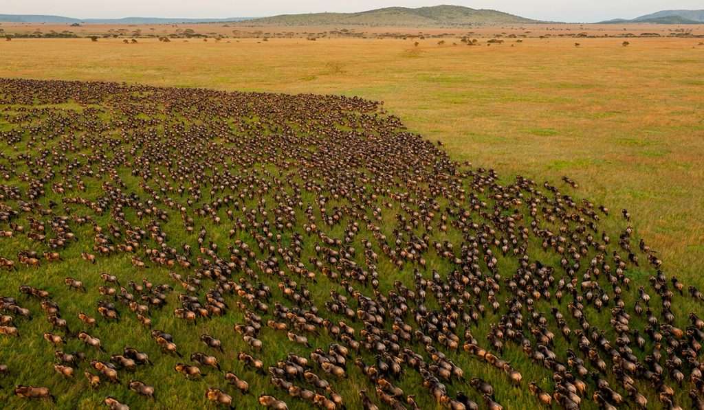 Hot Air Balloon Safari in the Serengeti: Luxury Adventure Above the Plains