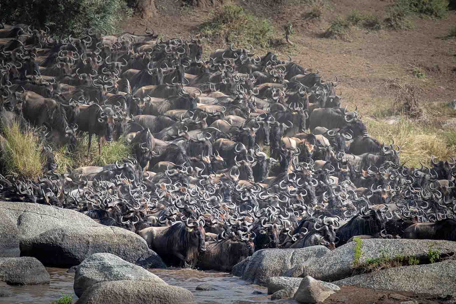 Experiencing the Great Migration Safari in Arusha: A Hot Air Balloon Adventure