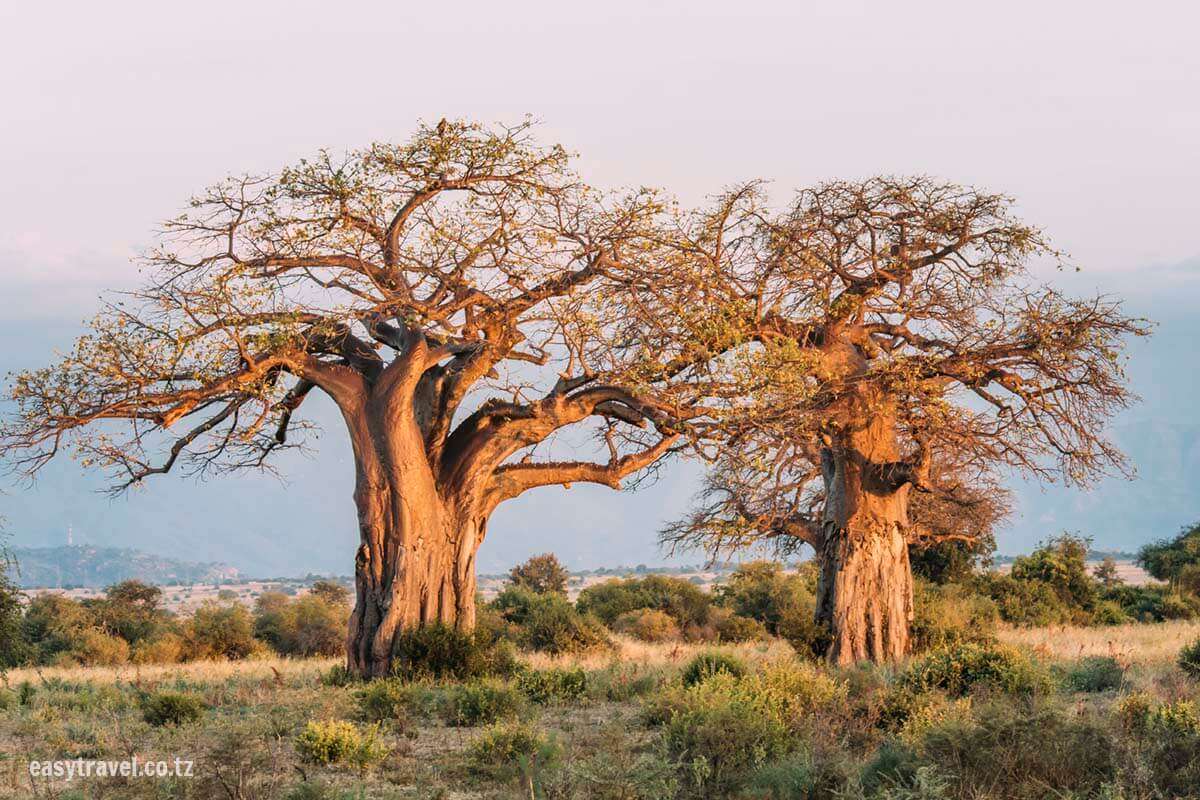 Luxury Safari in Tanzania: Explore Tarangire, Lake Manyara, and Ngorongoro from Arusha