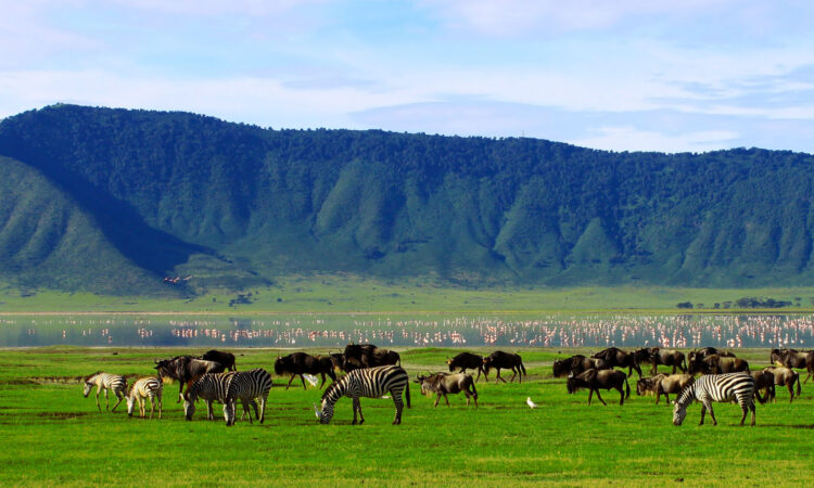 wildebeest migration serengeti