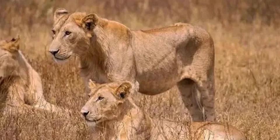 Tanzania Destinations and Wildlife: Exploring Africa&rsquo;s Most Iconic Safari Landscapes