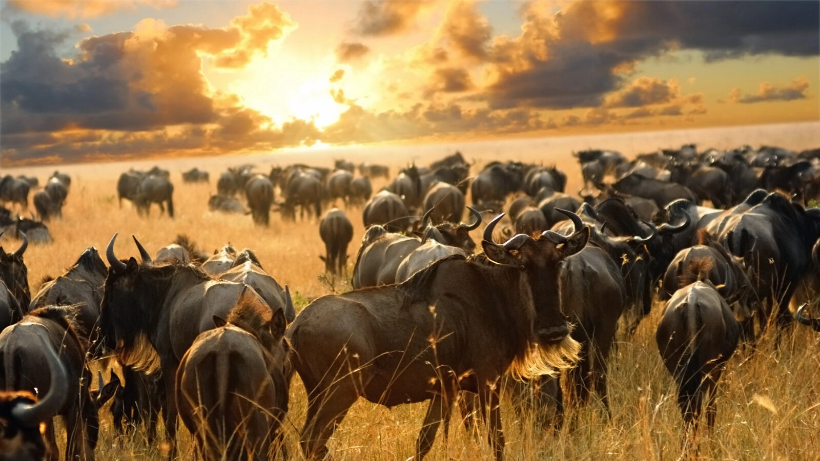 Exclusive Private Safari 2026: Arusha National Park, Tarangire, Lake Manyara & Ngorongoro