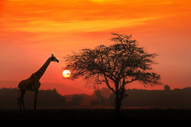 Tanzania Honeymoon Adventures: Serengeti, Ngorongoro, Tarangire & Zanzibar