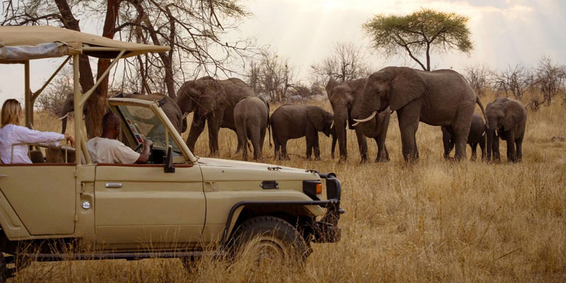Honeymoon with the Wildebeest Migration 2026 in Arusha, Tanzania