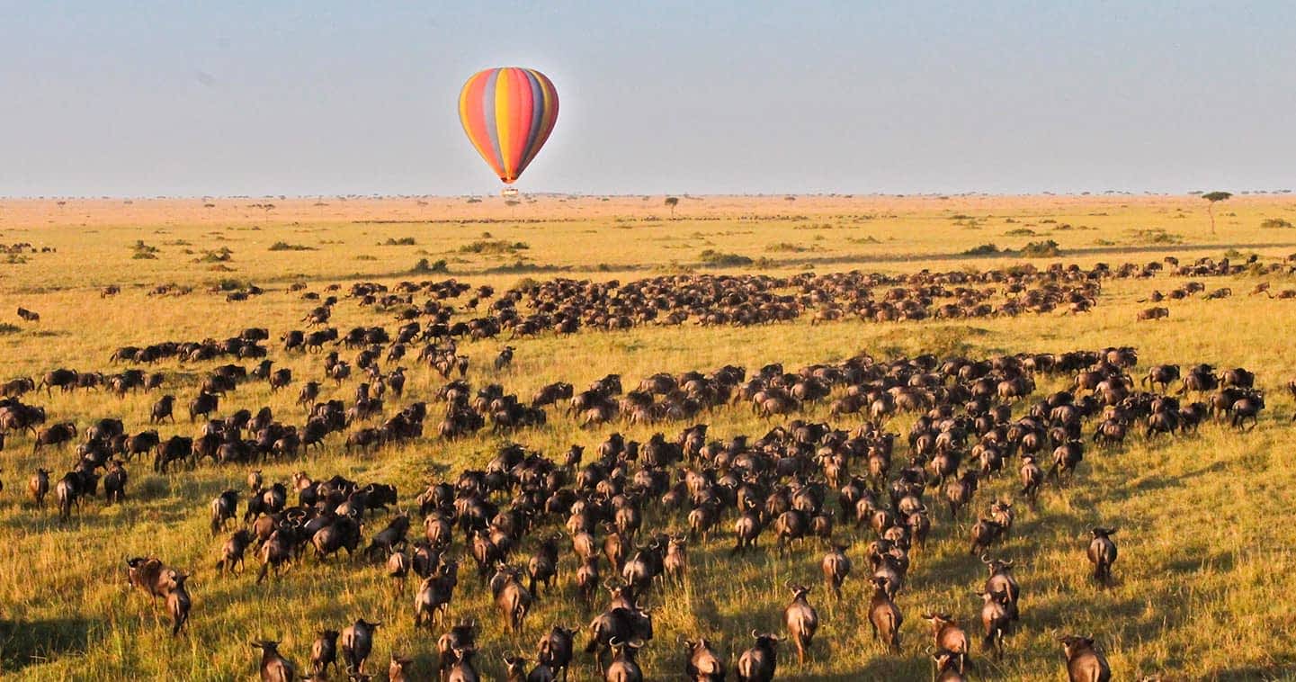 Wildebeest River Crossing 2026: Hot Air Balloon Safari in the Serengeti
