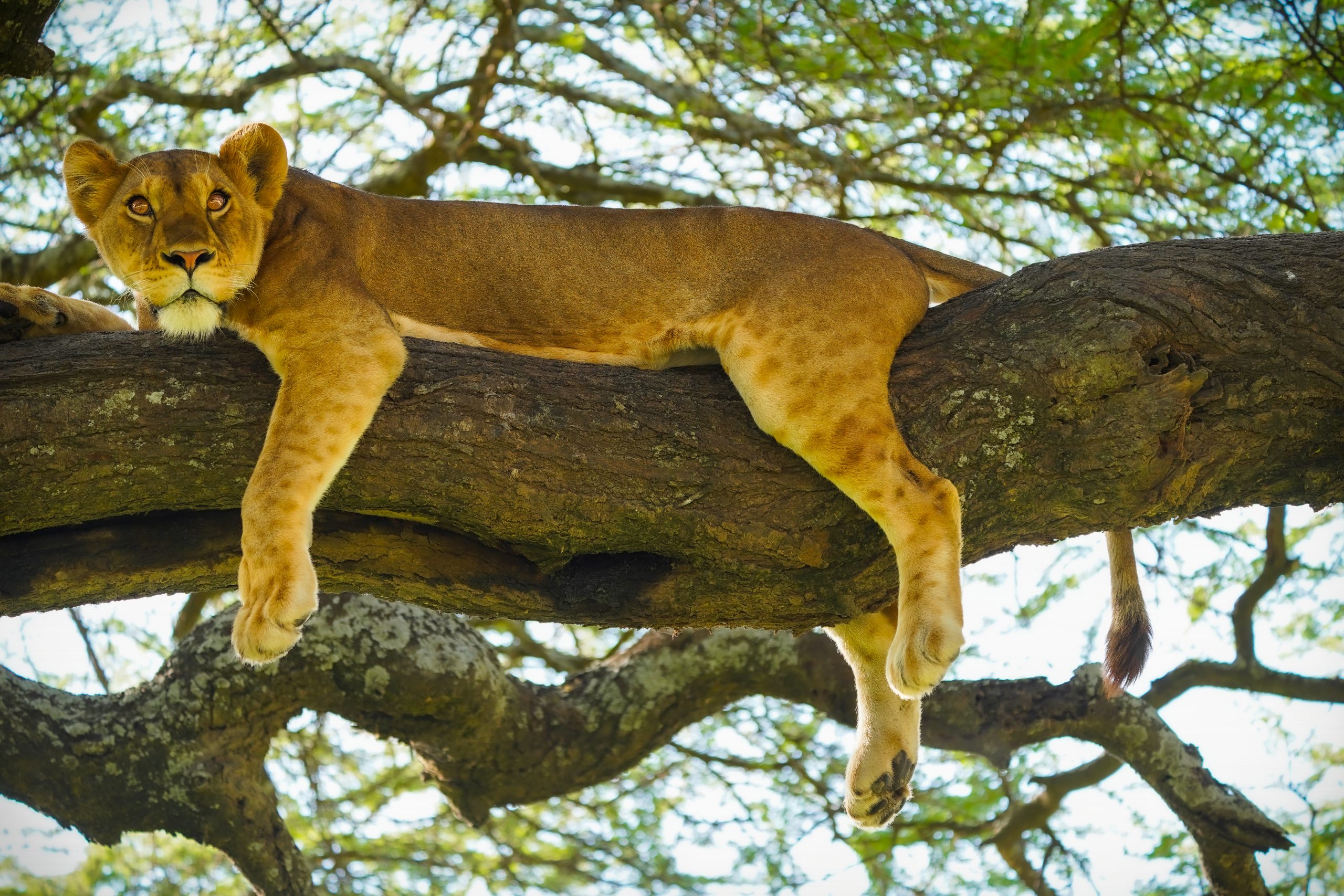 Private Safari 2026 in Arusha | Luxury Tanzania Safari Experience