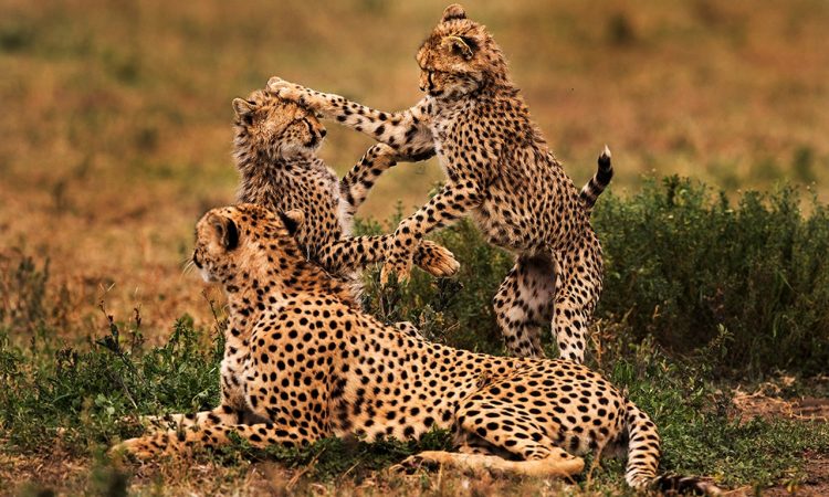 Private Safari 2026 in Arusha | Luxury Tanzania Safari Experience