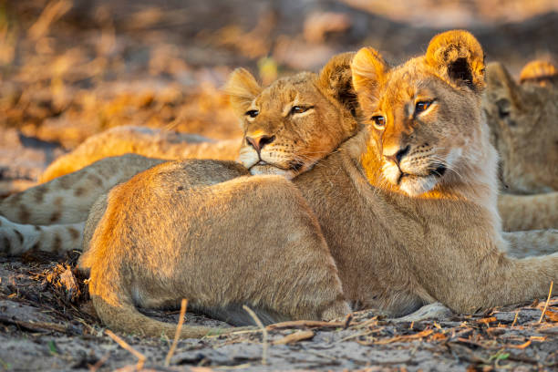 Safari and Beach Holidays 2026 | Tanzania Luxury Bush & Zanzibar Escape