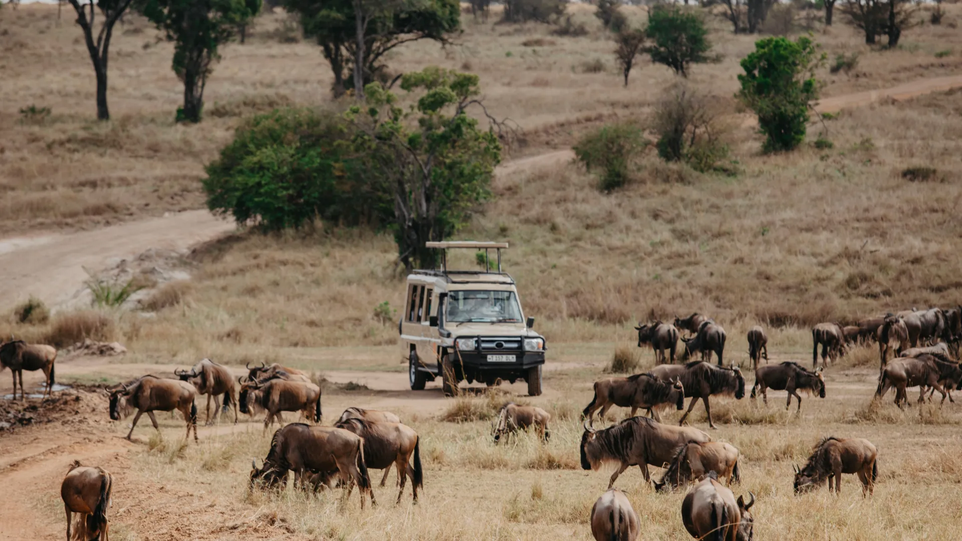 From Arusha to the Indian Ocean: Exploring Tanzania&rsquo;s Northern Circuit and the Timeless Beauty of Zanzibar