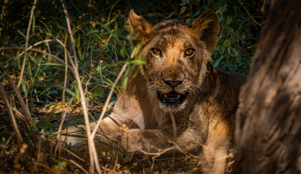 How to See the Big Five in Tanzania: A Guide from Arusha&rsquo;s Safari Parks