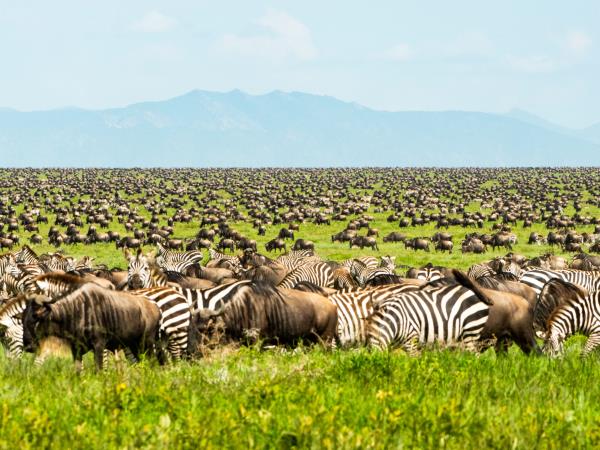 This in-depth guide explores the wildebeest migration in Serengeti National Park, focusing on key viewing areas within Arusha, including Ngorongoro Conservation Area, Tarangire National Park, and Lake Manyara National Park. It provides insights into migration patterns, best travel periods, and how to plan a well-structured Tanzania safari for optimal wildlife experiences. This in-depth guide explores the wildebeest migration in Serengeti National Park, focusing on key viewing areas within Arusha, including Ngorongoro Conservation Area, Tarangire National Park, and Lake Manyara National Park. It provides insights into migration patterns, best travel periods, and how to plan a well-structured Tanzania safari for optimal wildlife experiences.