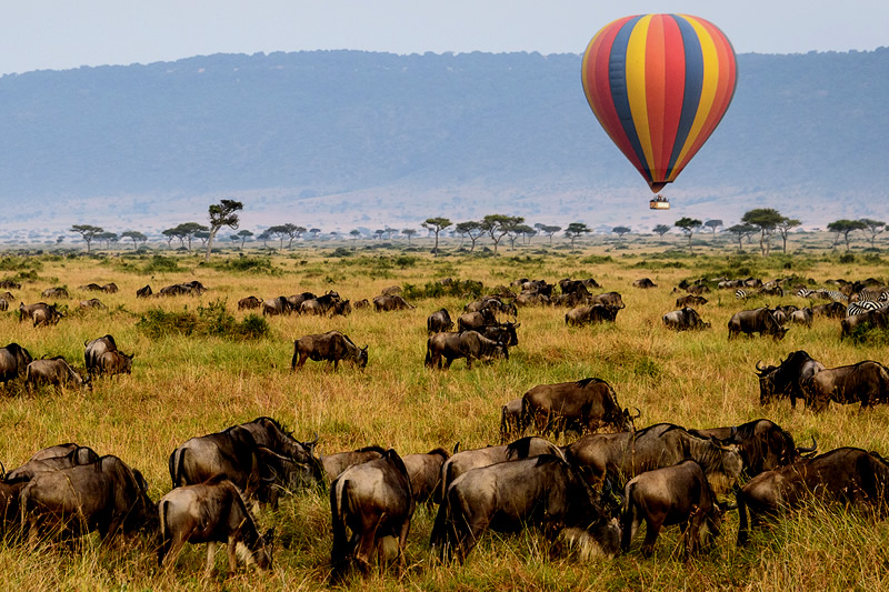 This in-depth guide explores the wildebeest migration in Serengeti National Park, focusing on key viewing areas within Arusha, including Ngorongoro Conservation Area, Tarangire National Park, and Lake Manyara National Park. It provides insights into migration patterns, best travel periods, and how to plan a well-structured Tanzania safari for optimal wildlife experiences. This in-depth guide explores the wildebeest migration in Serengeti National Park, focusing on key viewing areas within Arusha, including Ngorongoro Conservation Area, Tarangire National Park, and Lake Manyara National Park. It provides insights into migration patterns, best travel periods, and how to plan a well-structured Tanzania safari for optimal wildlife experiences.