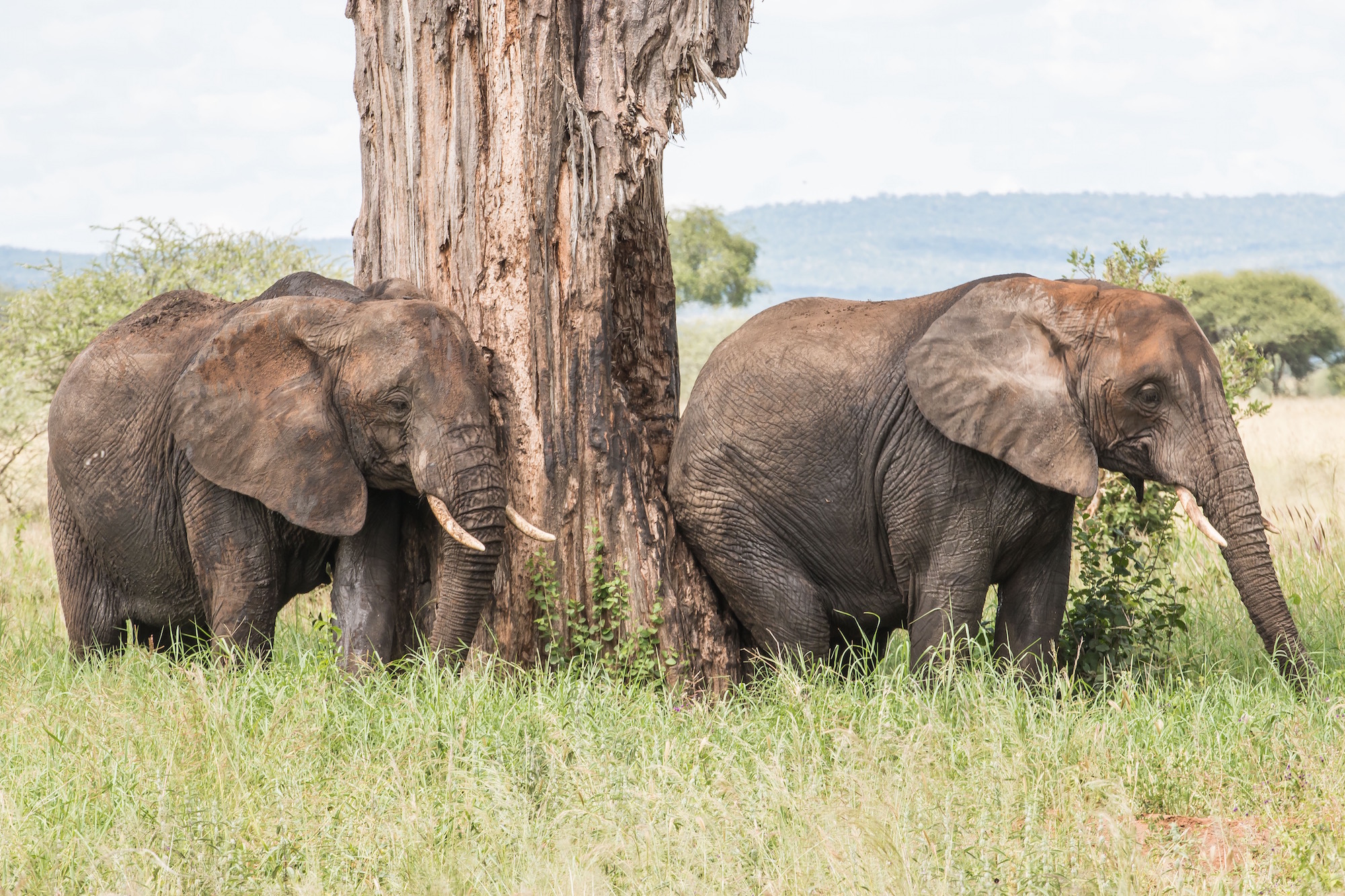 October Vacation Ideas in Tanzania | Northern Circuit Safari Guide