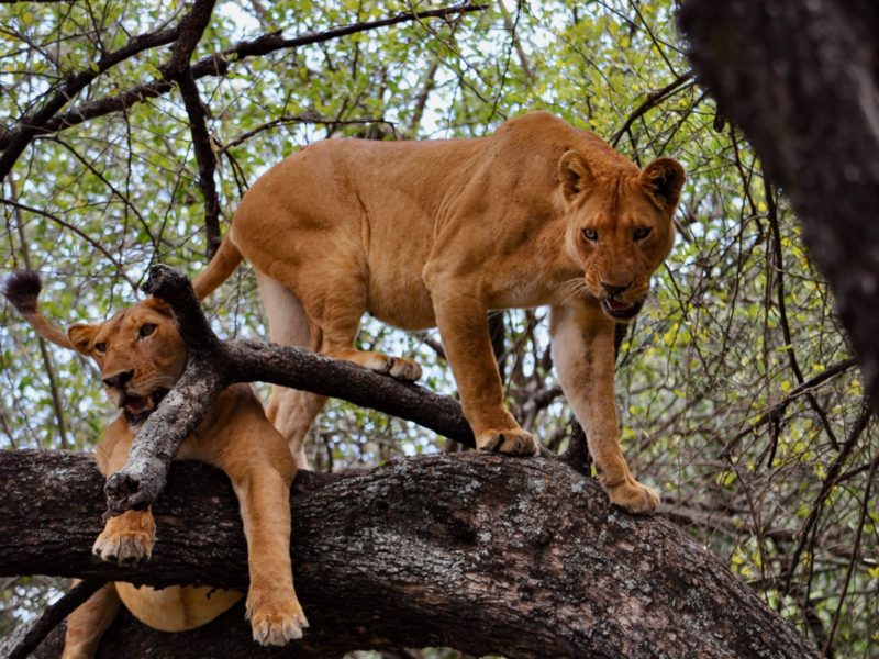 October Vacation Ideas in Tanzania | Northern Circuit Safari Guide