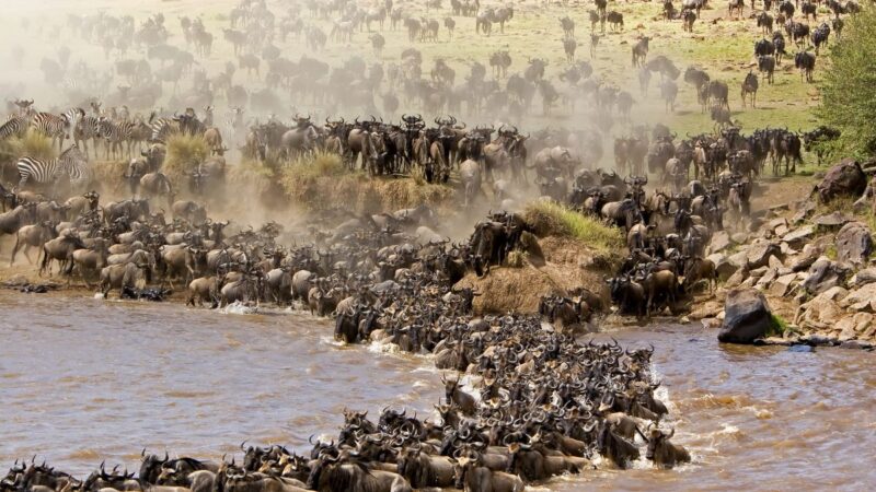 The Ultimate Guide: Timing Your African Great Migration Safari The Ultimate Guide: Timing Your African Great Migration Safari
