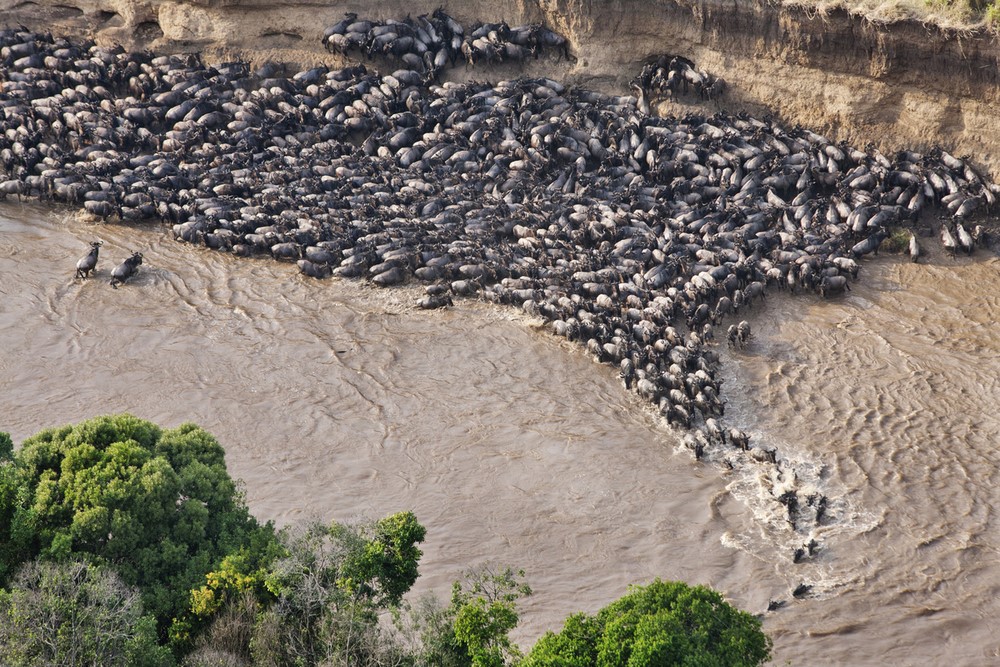 The Ultimate Guide: Timing Your African Great Migration Safari The Ultimate Guide: Timing Your African Great Migration Safari
