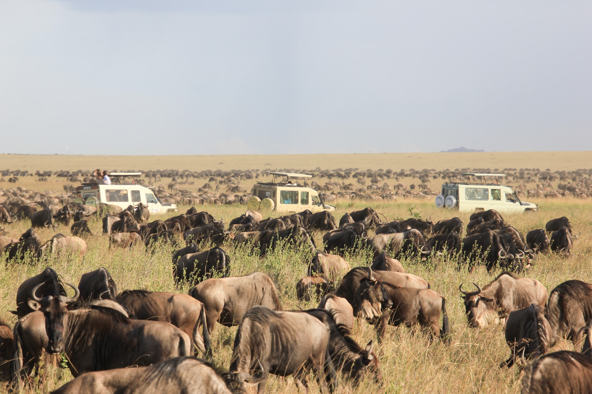 Serengeti National Park Safari: Ultimate Wildlife Adventure