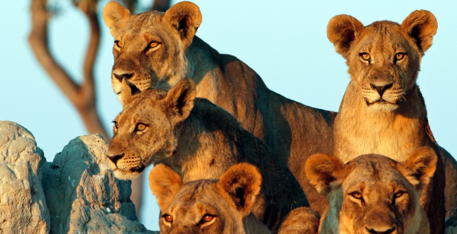 Best Places to Visit in Tanzania in October: A Perfect Safari Season