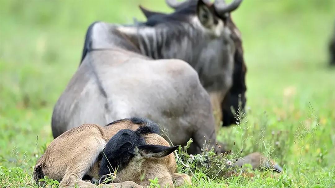 calving season