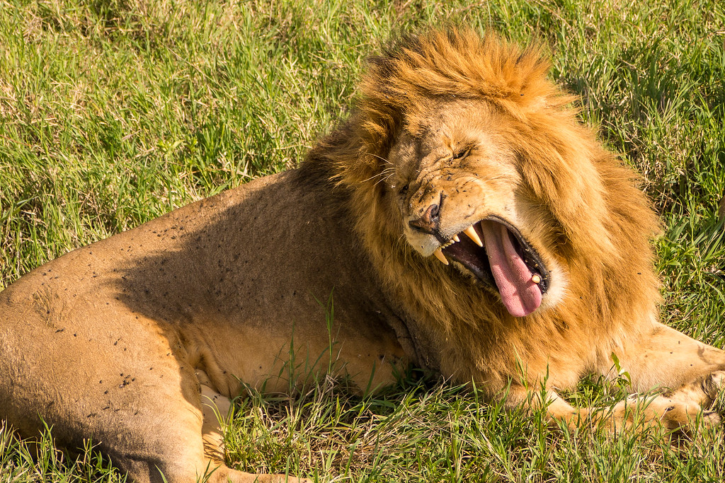safari and zanzibar 
