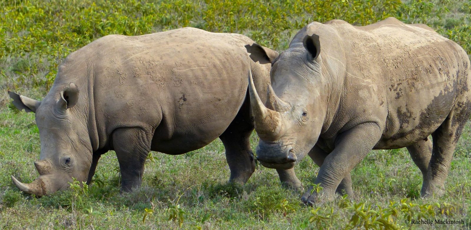 Arusha Safari Tours