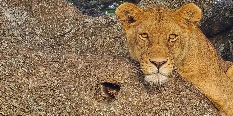 Best Safari Tanzania with Tanzania Safari Source Tours