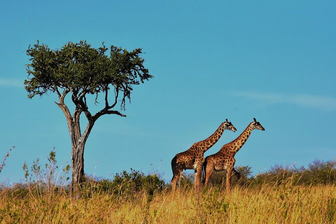 Best Time to Visit Serengeti National Park for the Great Migration