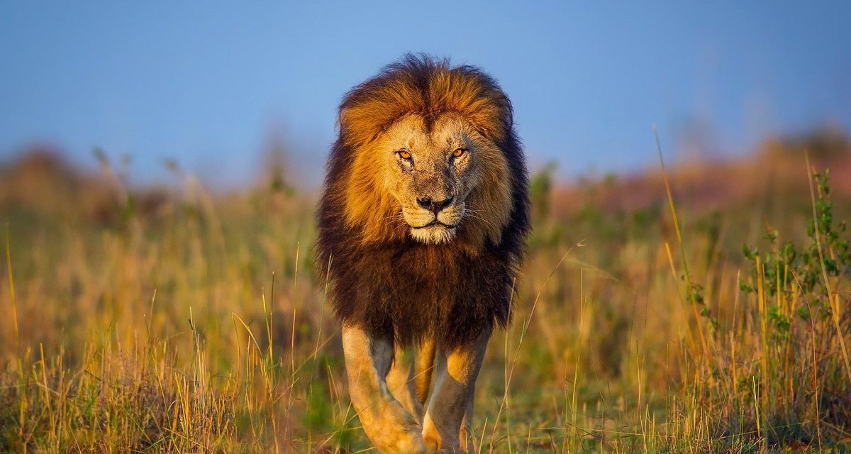 Budget Safari Adventure in Tanzania’s Northern Circuit ,No Bank Breaks