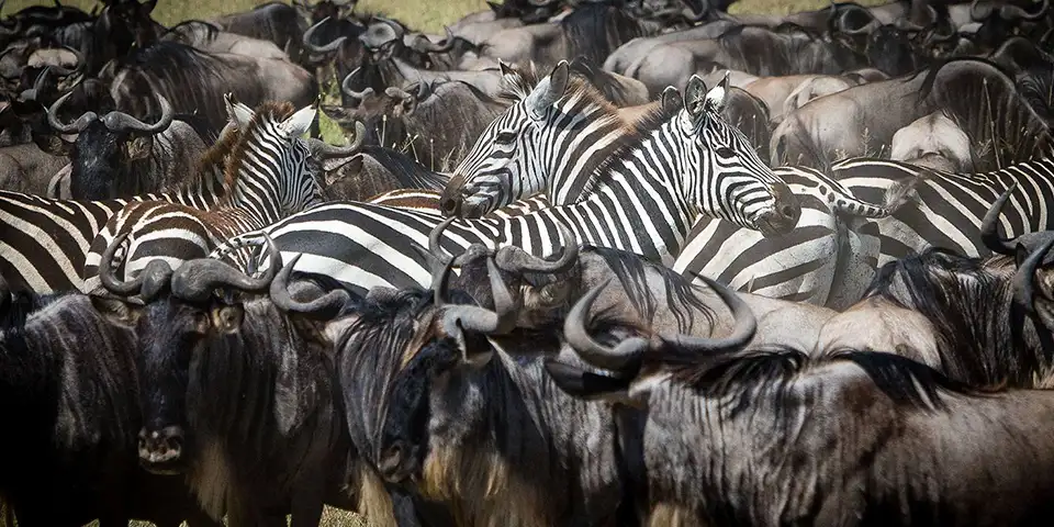 Experiencing the Ultimate Luxury Safari in Northern Tanzania