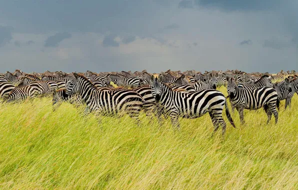 Fly-In Fly-Out Safari Tanzania: Luxury and Time-Saving Travel