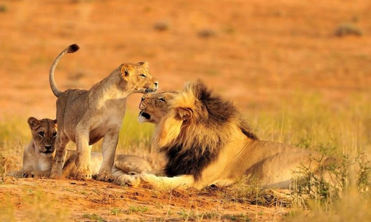 Luxury Safari in Tanzania: Explore Tarangire, Lake Manyara, and Ngorongoro from Arusha